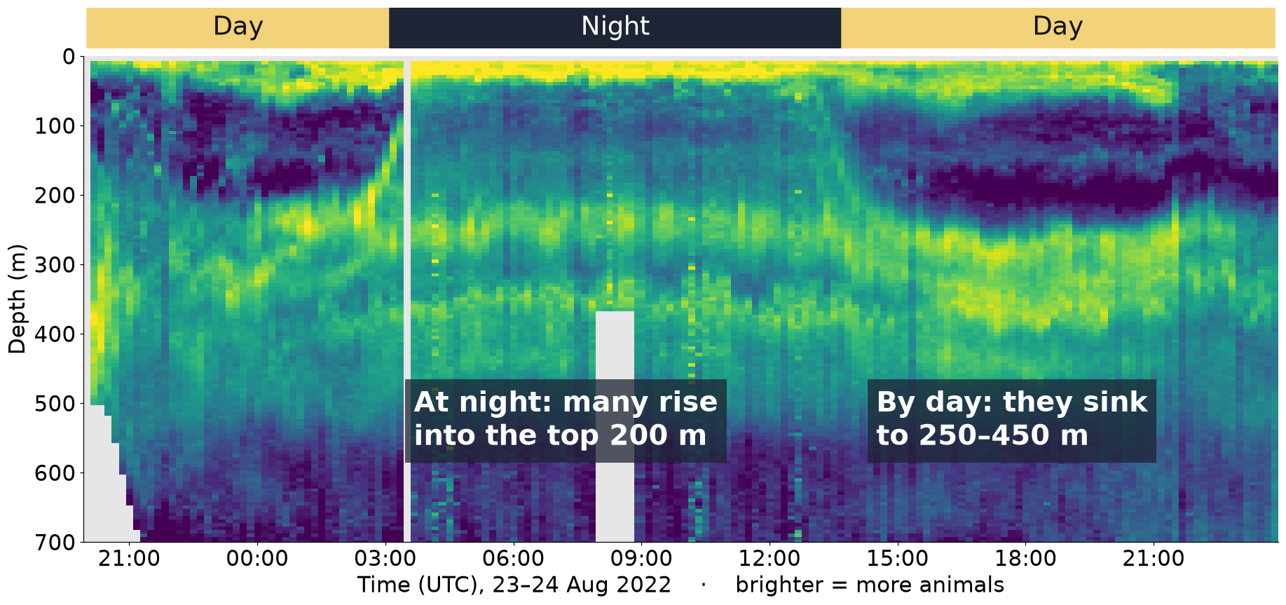 A day of sonar. Time runs left to right and depth goes down. Brighter means more animals.